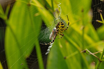 wasp spider in a garden eats a wasp