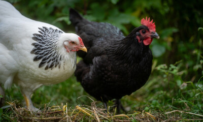 chickens