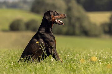 A male adult doberman dog sitting on a meadow in summer outdoors, dogbreed portrait