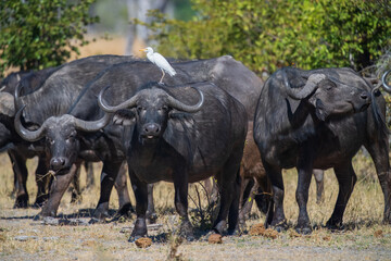 Obraz premium Herd of African buffalo or Cape buffalo (Syncerus caffer) in Moremi national park, Botswana