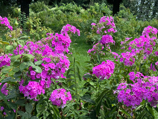 Obraz premium Garden phlox pink flowers blossom