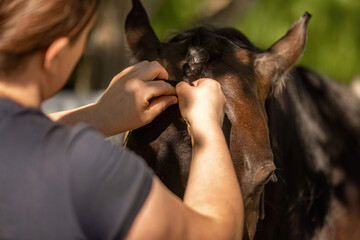 Close-up of a female horse owner braiding a horses mane, horse grooming concept