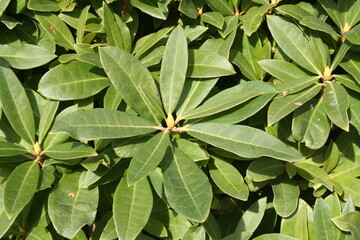 Laurel leaves - Feuilles de lauriers