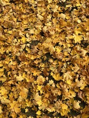Golden autumn leaves background