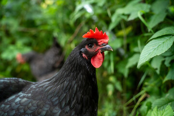 chicken