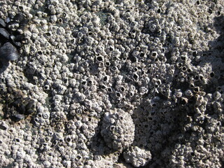 close up of balanomorpha shells on a rock