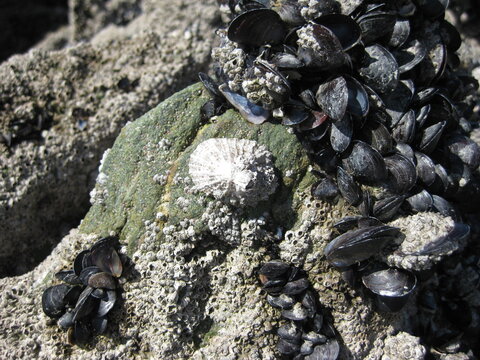 close up of shells on a rock, limpet, balanomorpha and mussel