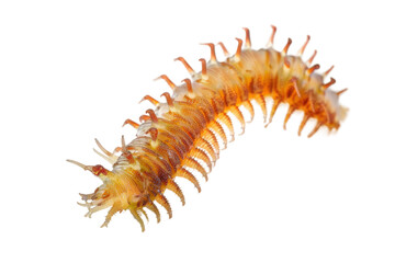 Detailed image of a bristle worm isolated on a clear white background in HD 4K Ultra High Definition for educational and scientific purposes