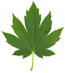 Obraz premium Green maple leaf on transparent background.