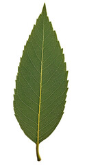 Fototapeta premium Narrow green leaf on transparent background.