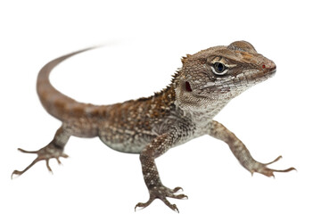 Fototapeta premium Detailed photo of a brown anole isolated on a transparent background in high definition, ideal for use in nature guides or wildlife photography.