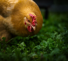 Chicken hunting grubs