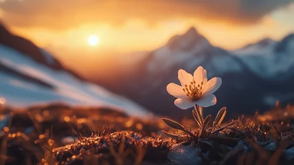 Poster Single Flower in Mountain Landscape at Sunset, Hope, Resilience, and New Beginnings
