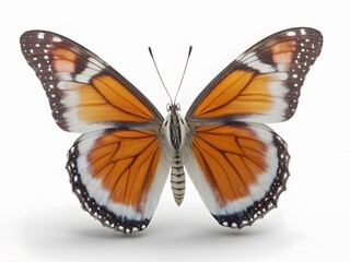 Obraz premium butterfly isolated on white