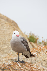 Seagull standing on a rock