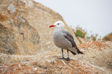Seagull standing on a rock