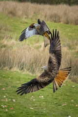 Red Kite (Milvus milvus)