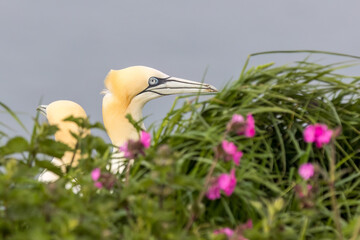 Gannet (Morus bassanus)
