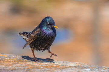 Starling (Sturnus vulgaris)