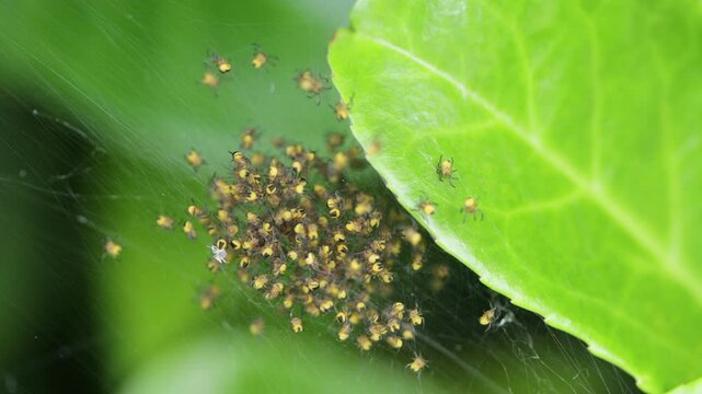 Gemeine Kreuzspinne, Gartenkreuzspinne, Garten-Kreuzspinne (Araneus diadematus), geschluepfte Jungspinnen in einem Netz
