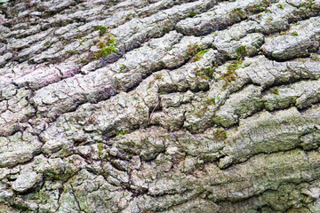 Close-up of tree bark