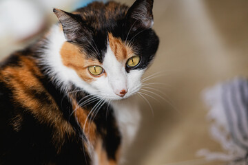 cute calico domestic cat with iris closed and freckle on nose.