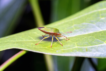 stink bug sitting on a leaf 