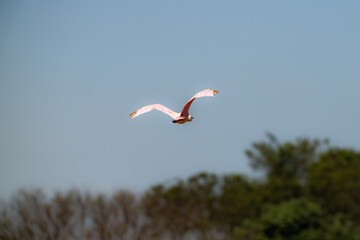 Roseate Spoonbill (Platalea ajaja), Colhereiro