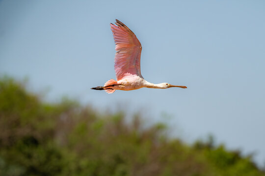 Roseate Spoonbill (Platalea ajaja), Colhereiro