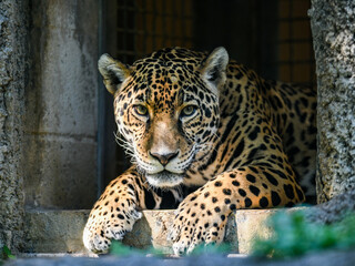 Intense looking jaguar staring at the camera 