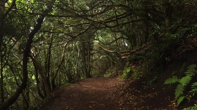 Road through the nature reserve of Anaga, lush forest with trees on the sides, mist and leaves. Concept: Travel, nature, forest.