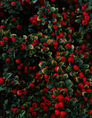 red berries of a bush