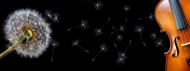 violin and white fluffy dandelion in the wind. fluffy dandelion seeds blown away by the wind. concept of music © Oleksii