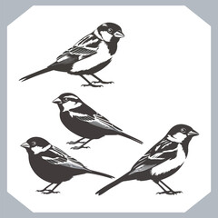 Set of Sparrow bird silhouette collection, Sparrow flying design, bird black silhouettes of different kinds sparrow vector flat isolated