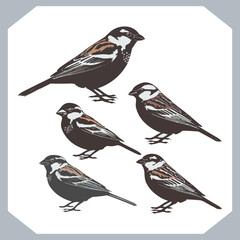 Set of Sparrow bird silhouette collection, Sparrow flying design, bird black silhouettes of different kinds sparrow vector flat isolated