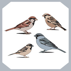 Set of Sparrow bird silhouette collection, Sparrow flying design, bird black silhouettes of different kinds sparrow vector flat isolated