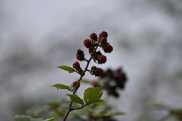 M&ucirc;res sauvages