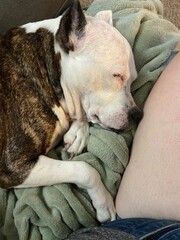 Old dog taking a nap 