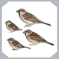 Set of Sparrow bird silhouette collection, Sparrow flying design, bird black silhouettes of different kinds sparrow vector flat isolated