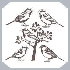 Set of Sparrow bird silhouette collection, Sparrow flying design, bird black silhouettes of different kinds sparrow vector flat isolated