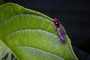 fly sitting on a leaf 