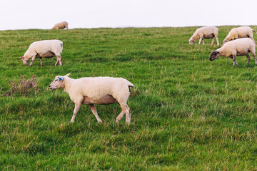 Many grazing sheep in herd on dyke lush green field pasture meadow at North Sea coast East Frisia Lower Saxony Germany. Scenic german livestock rural countryside landscape view