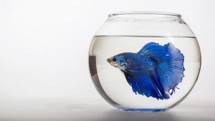 Blue Beta Fish in a Fish Bowl on a White Background with Copy Space