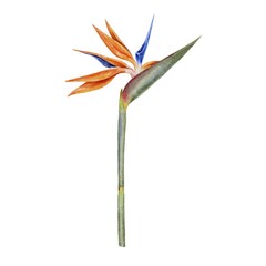 Strelitzia, flower with leaves watercolor illustration