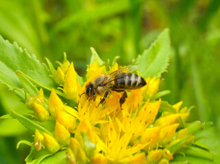 A bee collects nectar and pollen from the inflorescence of Rhodiola rosea.
Rhodiola rosea in the form of tea is used to relieve fatigue, overwork, to increase performance and endurance. Pollen plant a