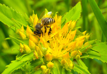 A bee collects nectar and pollen from the inflorescence of Rhodiola rosea.
Rhodiola rosea in the...