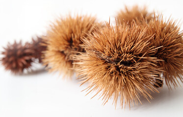 Horse Chestnut seed pod with defocused pods. Fall or autumn background. Horse-Chestnut used in alternative medicine for circulation problems. Selective focus. White background.