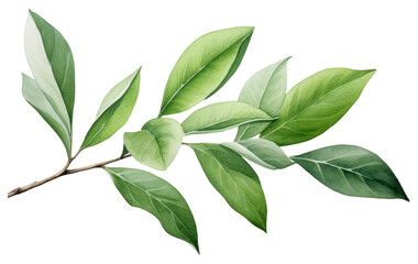 Obraz premium PNG Tea leaves plant herbs leaf.