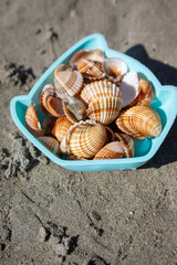 Cerastoderma edule common cockle empty seashells on sandy beach, simplicity background pattern in daylight the mold