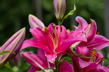 屋外で撮影した百合